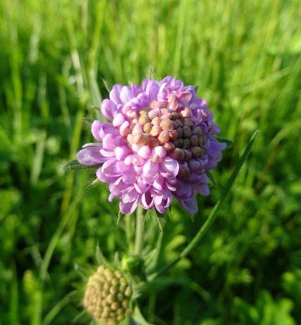 Image of Knautia arvensis specimen.