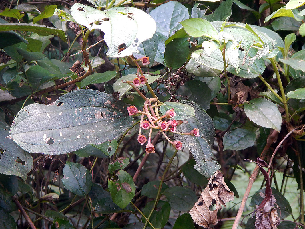 Изображение особи семейство Melastomataceae.