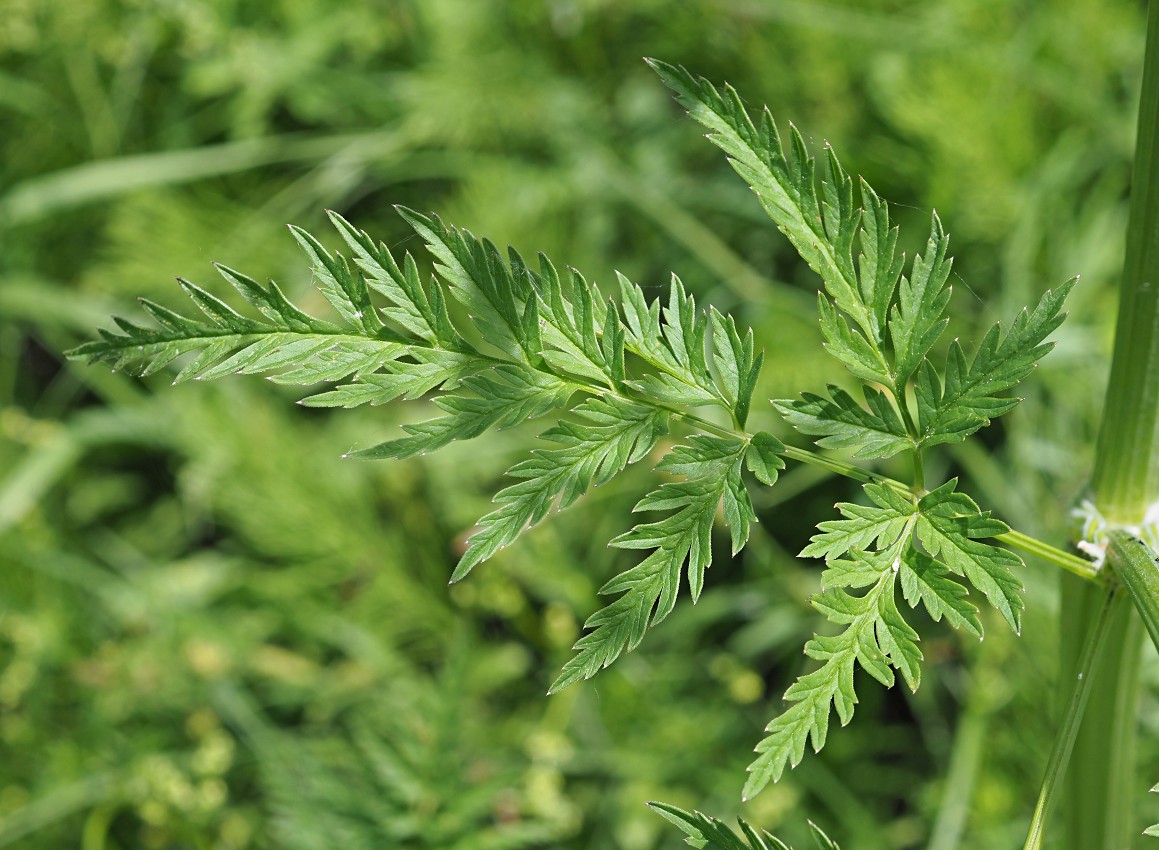 Image of Anthriscus sylvestris specimen.