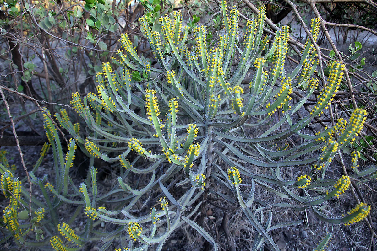 Изображение особи род Euphorbia.