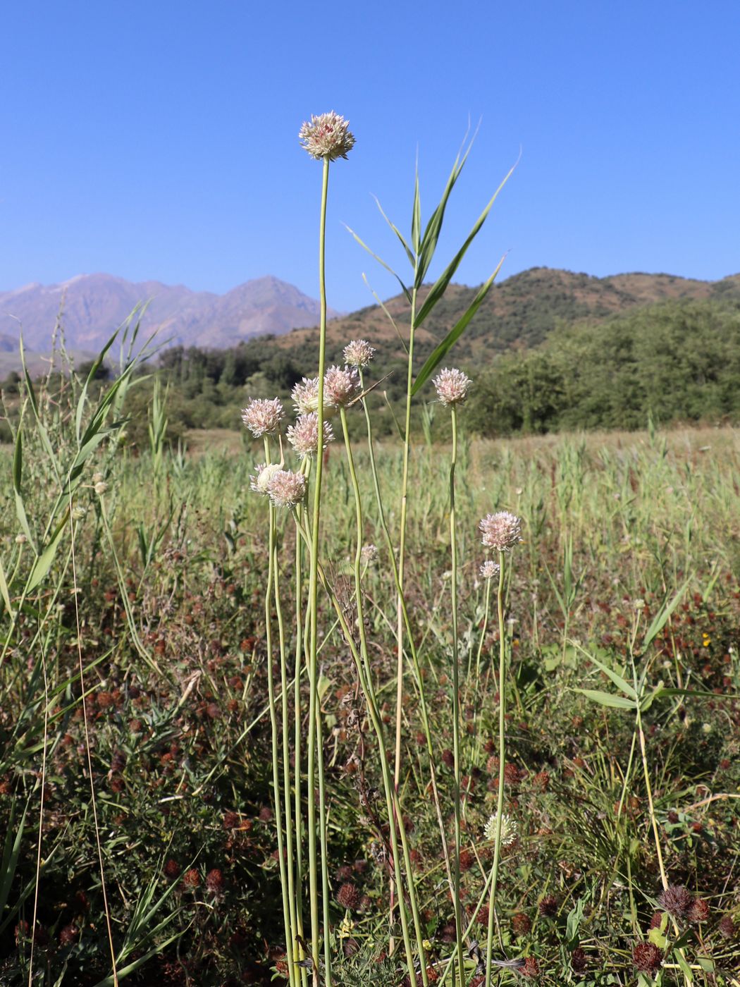 Изображение особи Allium longicuspis.