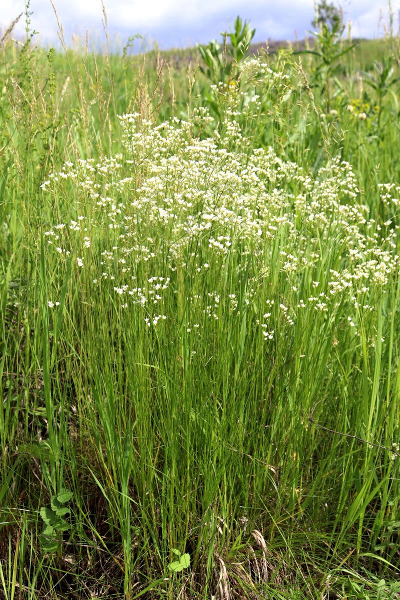 Image of Eremogone longifolia specimen.