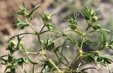 Euphorbia inderiensis