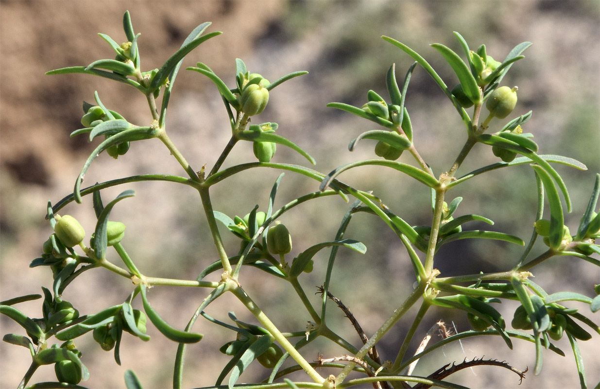 Изображение особи Euphorbia inderiensis.