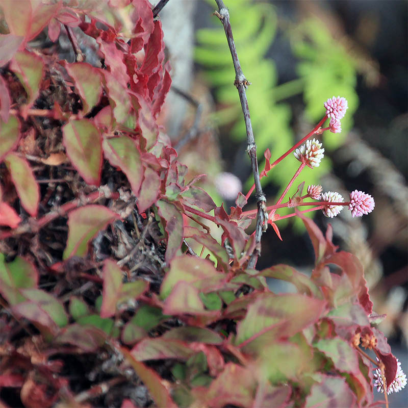 Image of Persicaria capitata specimen.