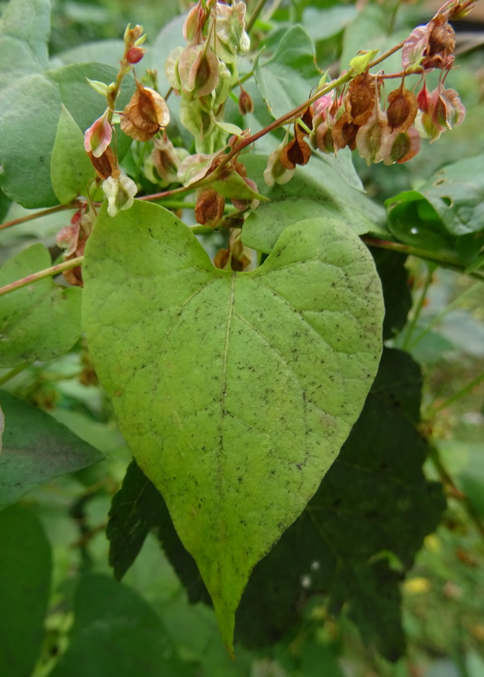 Изображение особи Fallopia dumetorum.