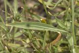 Diplotaxis tenuifolia