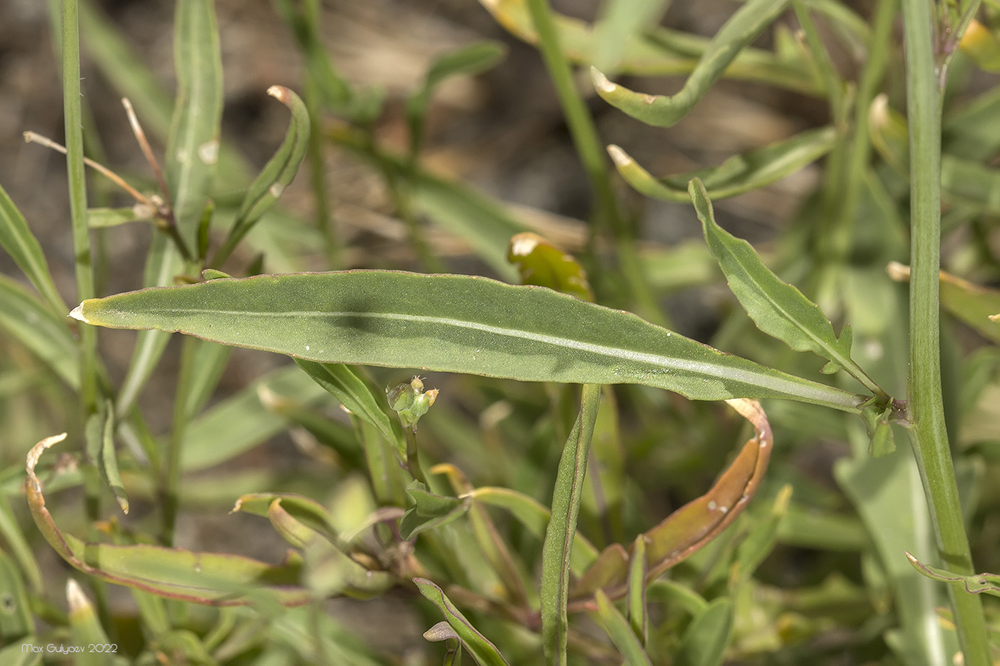 Изображение особи Diplotaxis tenuifolia.