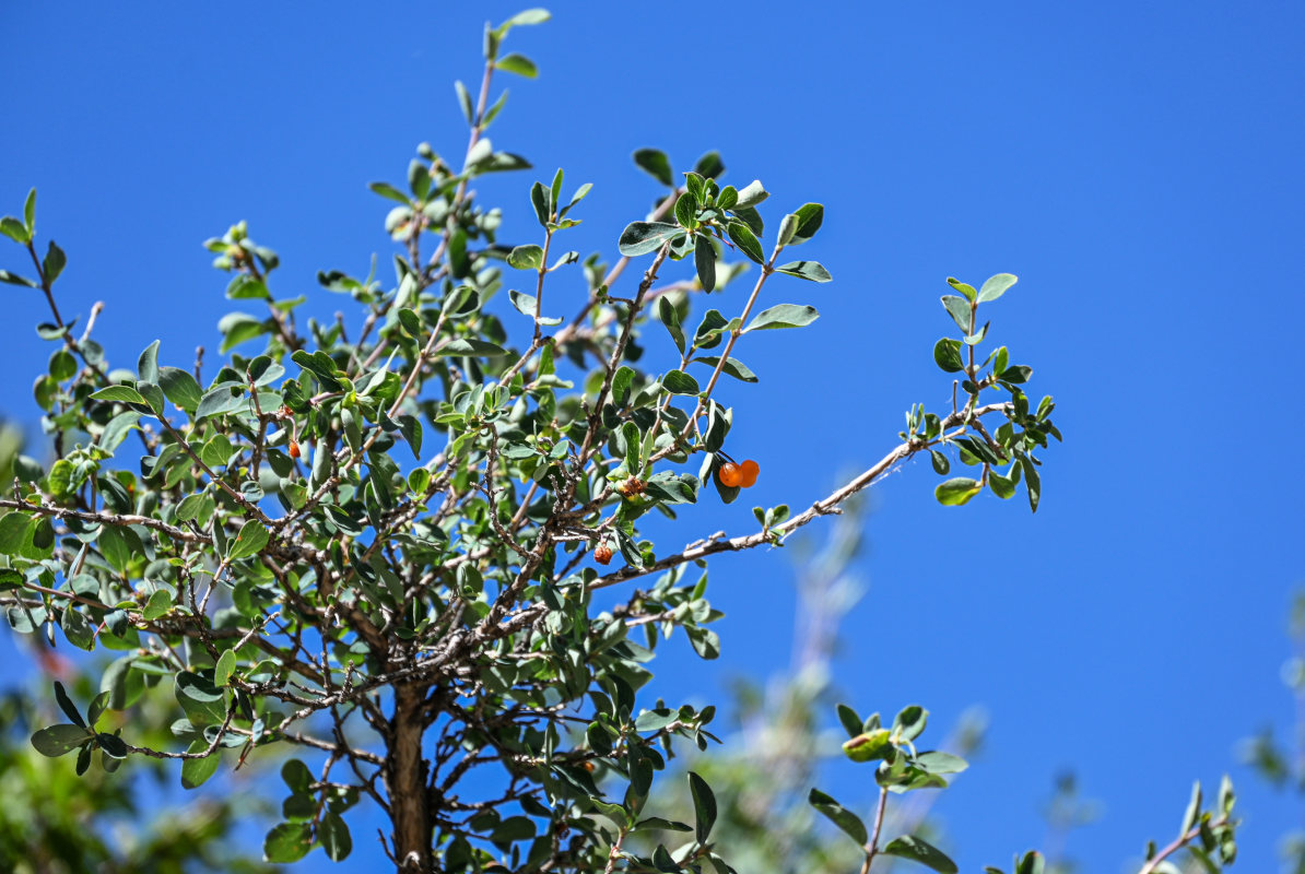 Изображение особи Lonicera microphylla.