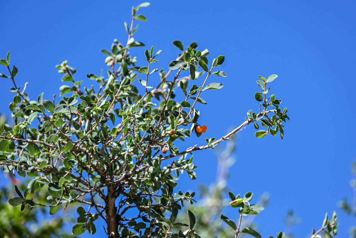 Image of Lonicera microphylla specimen.