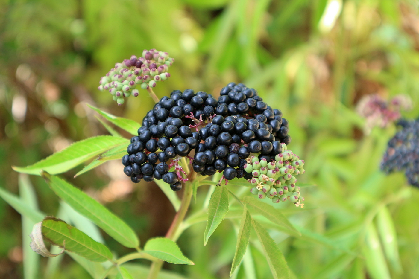 Изображение особи Sambucus ebulus.