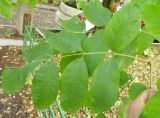 Fraxinus pennsylvanica