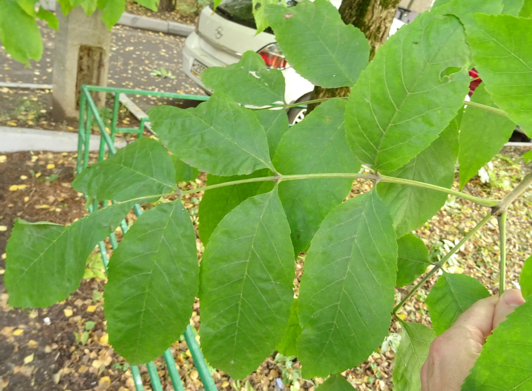 Image of Fraxinus pennsylvanica specimen.