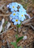 Myosotis imitata