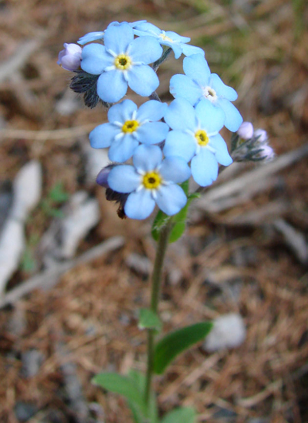 Изображение особи Myosotis imitata.