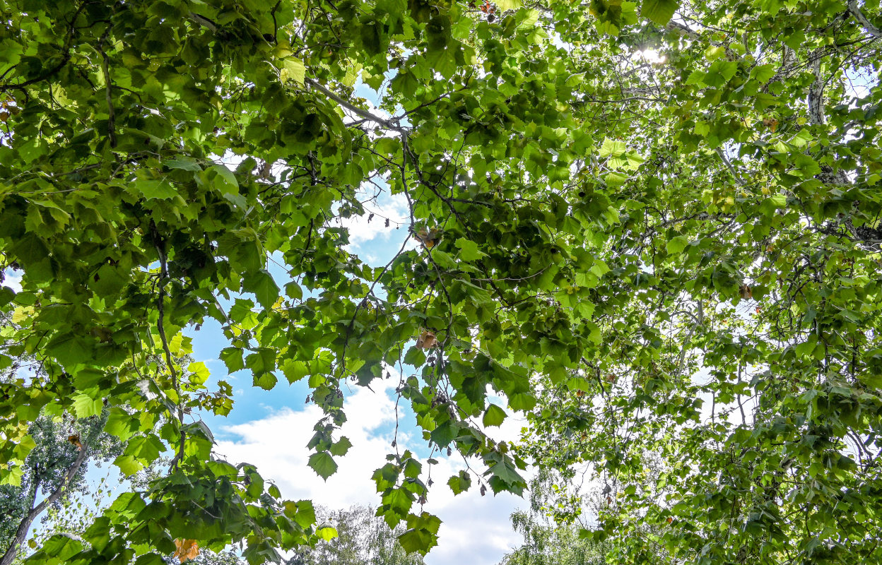 Изображение особи Platanus × acerifolia.