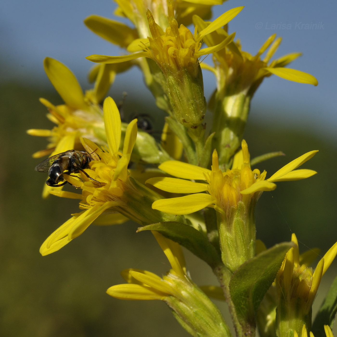 Изображение особи Solidago virgaurea ssp. dahurica.