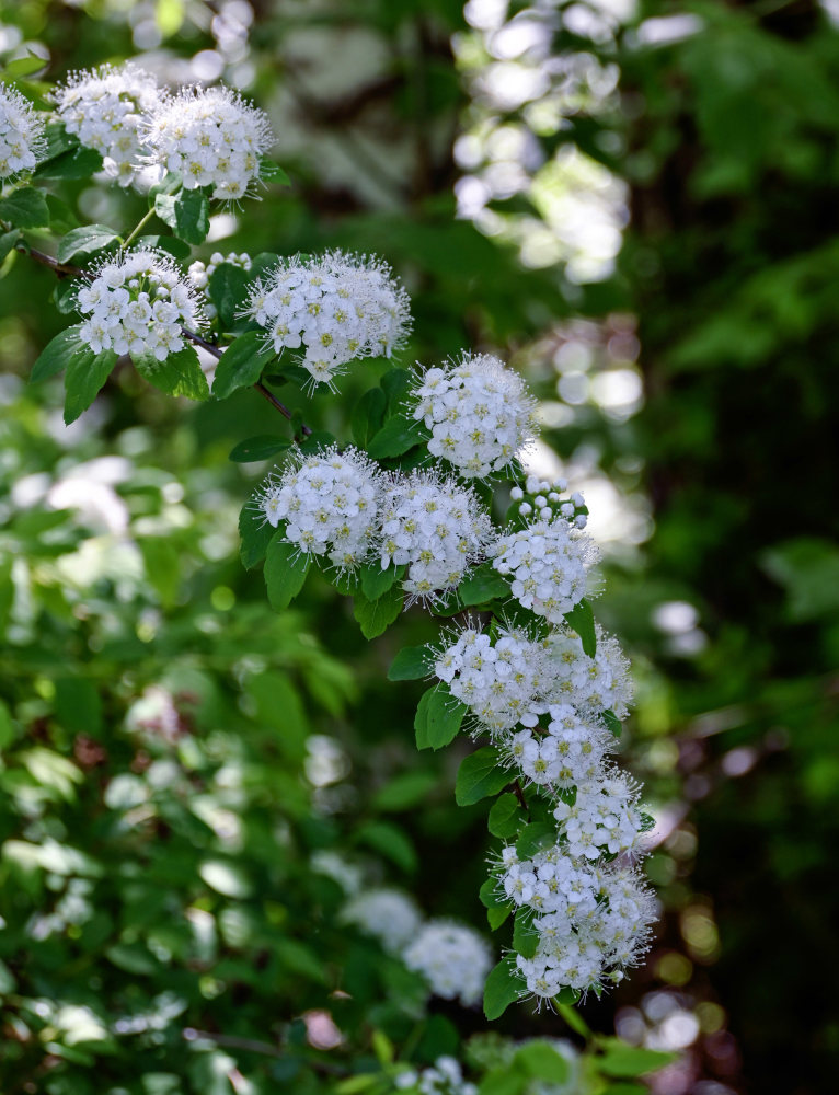 Изображение особи Spiraea flexuosa.