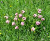 Cypripedium macranthos