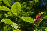 Loropetalum chinense разновидность rubrum. Верхушка веточки с цветком. Абхазия, г. Сухум, Сухумский ботанический сад. 25.09.2022.