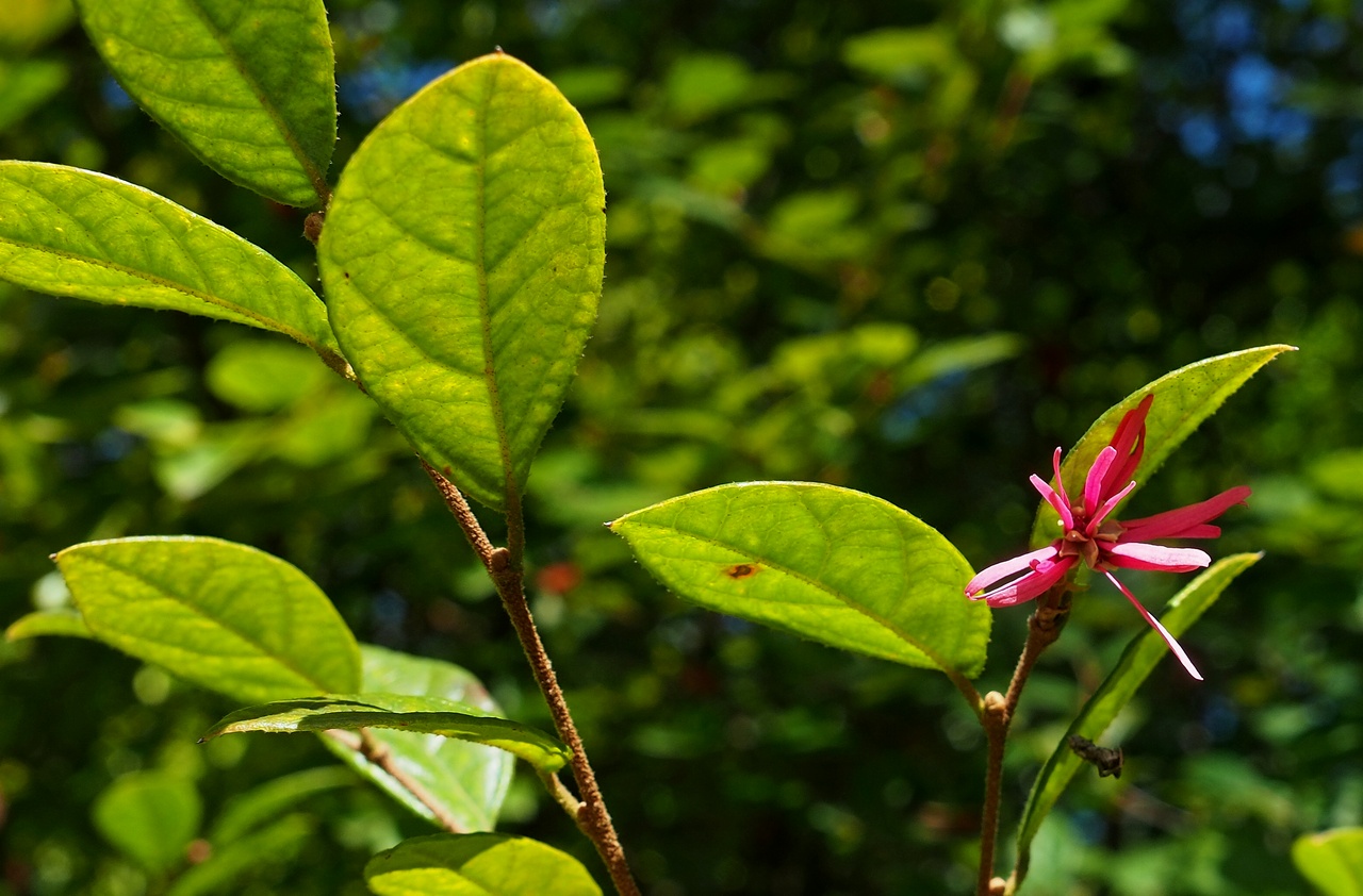 Image of Loropetalum chinense var. rubrum specimen.