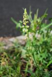 Reseda lutea