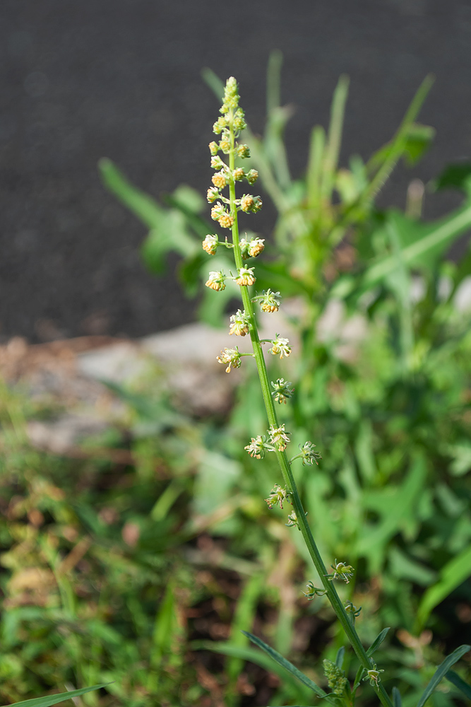 Image of Reseda lutea specimen.