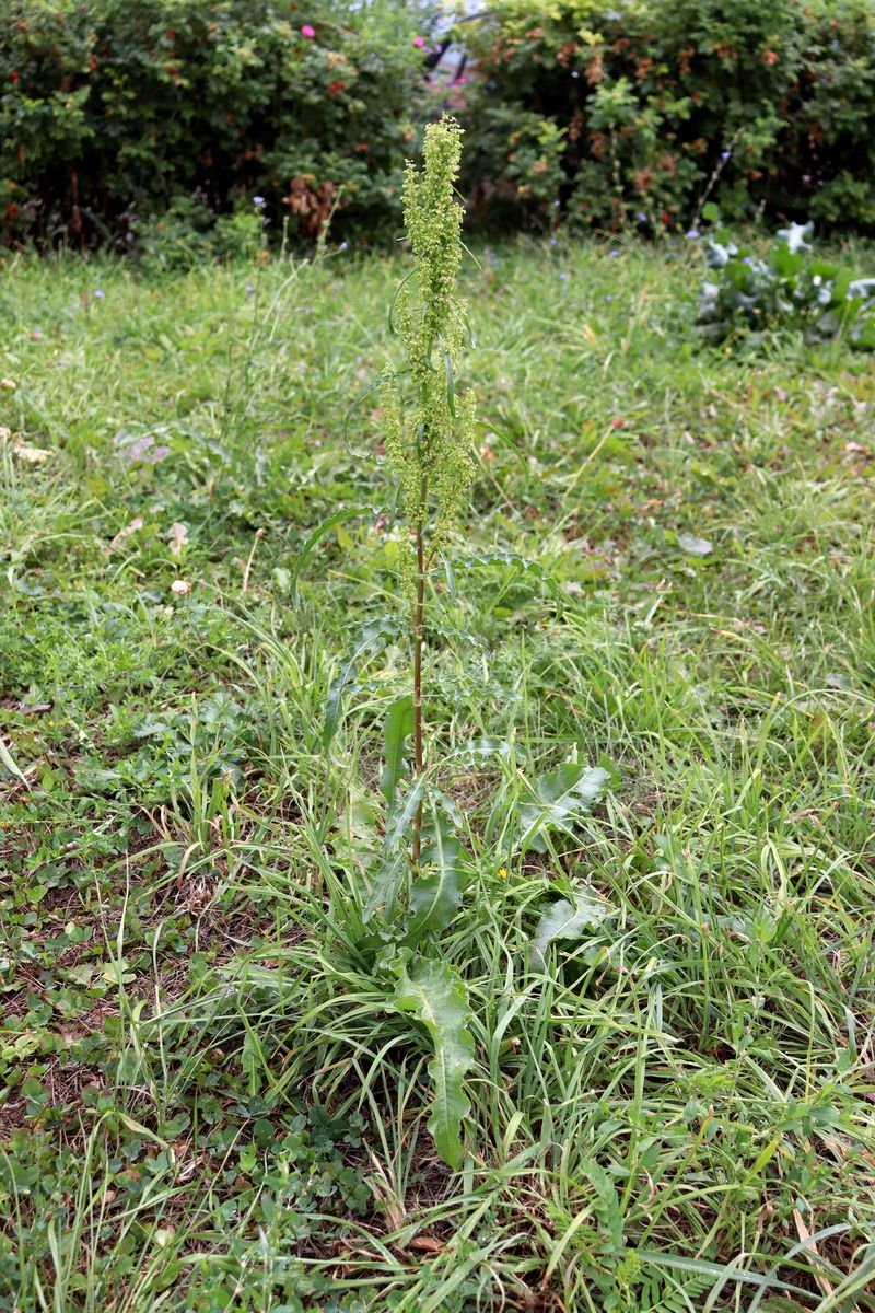 Изображение особи Rumex pseudonatronatus.
