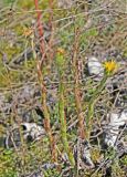 Tussilago farfara