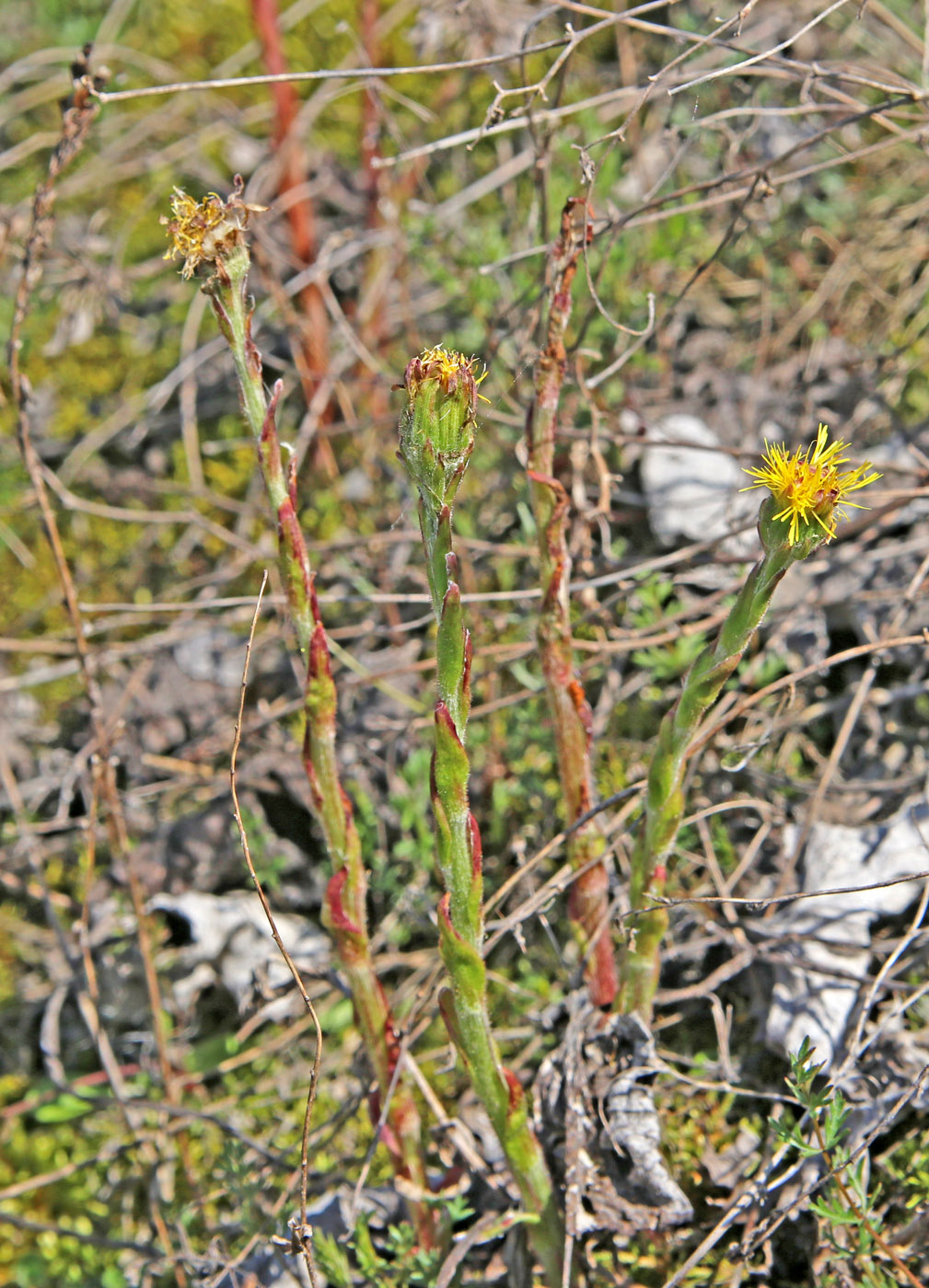 Image of Tussilago farfara specimen.