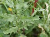 Cirsium arvense. Лист. Республика Ингушетия, Джейрахский р-н, окр. ур. Лялах, выс. 1740 м н.у.м, луг. 22 июля 2022 г.