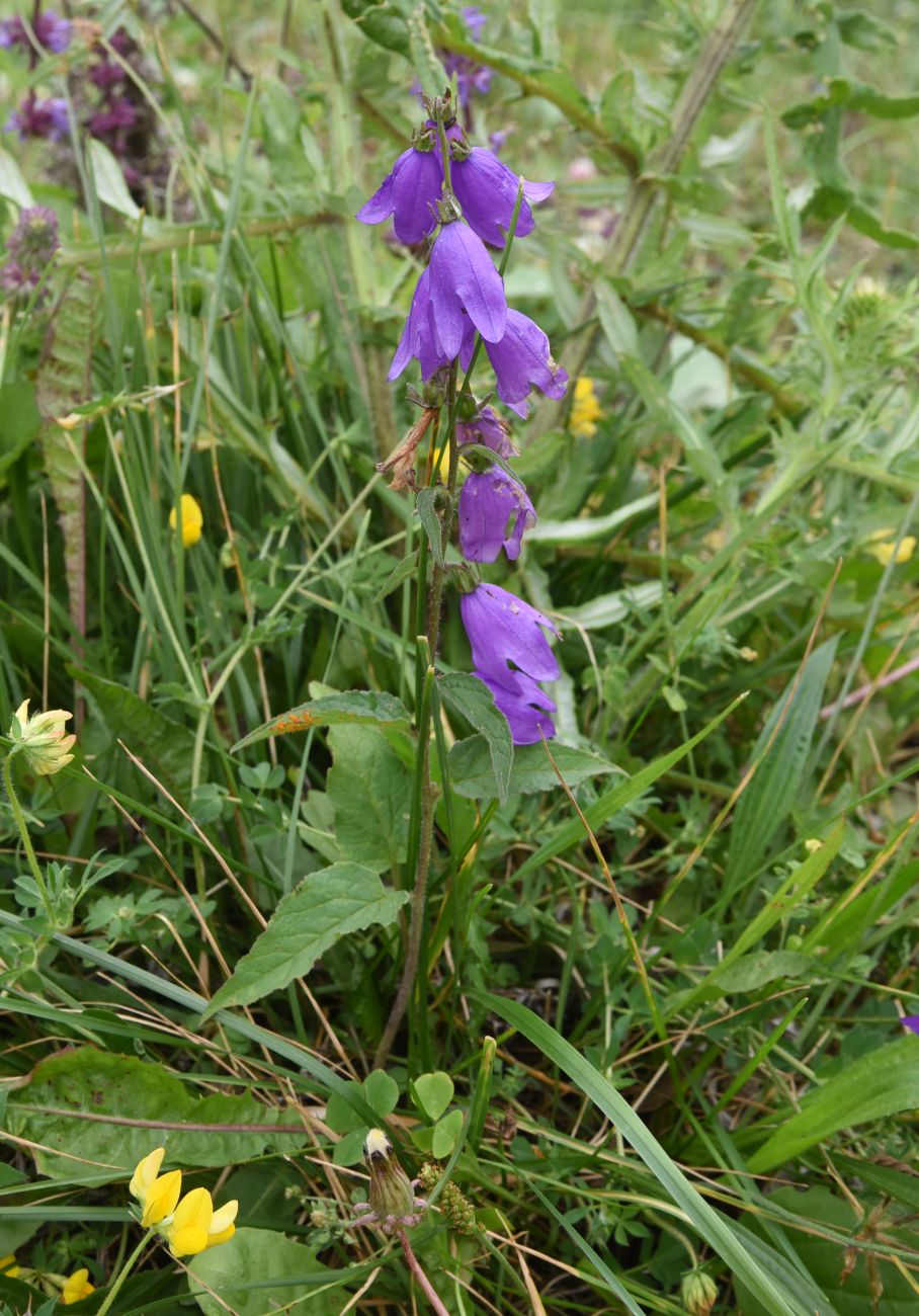 Image of Campanula rapunculoides specimen.