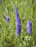 Veronica spicata. Соцветие. Пермский край, Оханский р-н, Тулумбаихинское сельское поселение, Кунчурихинский бор, луг. 17.07.2022.