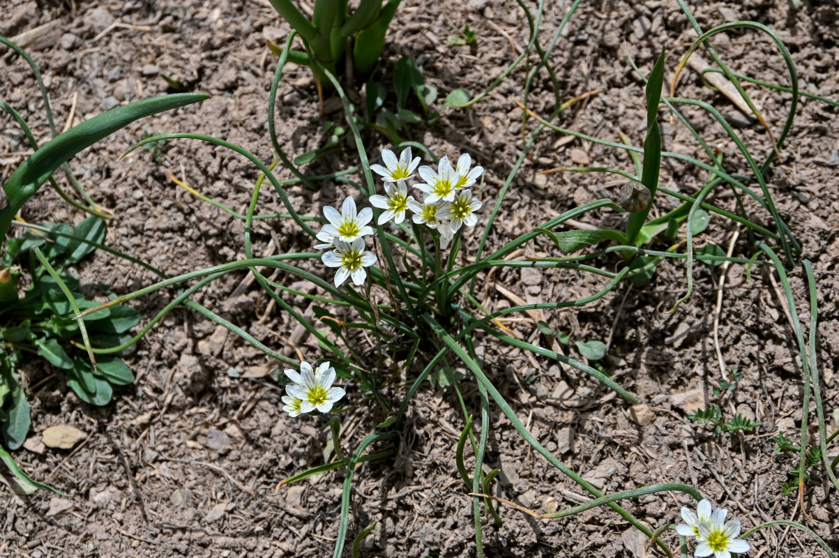 Image of Lloydia serotina specimen.