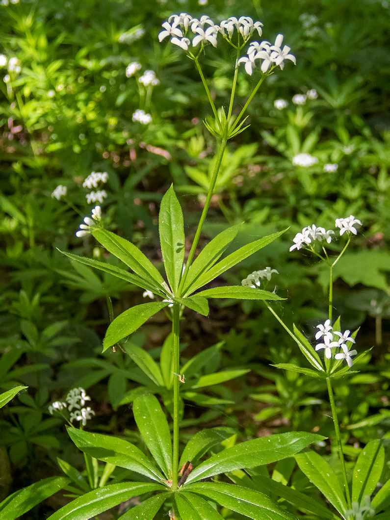 Image of Galium odoratum specimen.