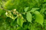 Ulmus laevis. Верхушка ветви с молодым побегом и созревающими плодами. Ростовская обл., Красносулинский р-н, окр. хут. Зайцевка, пойменный лес. 30.04.2023.