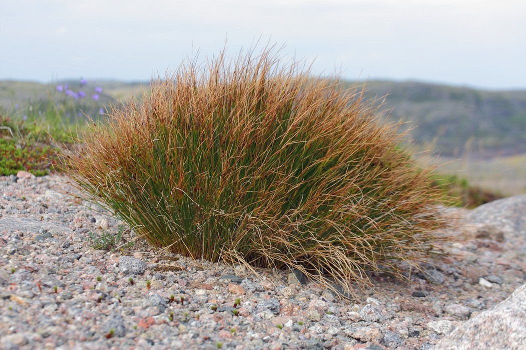 Изображение особи Juncus trifidus.