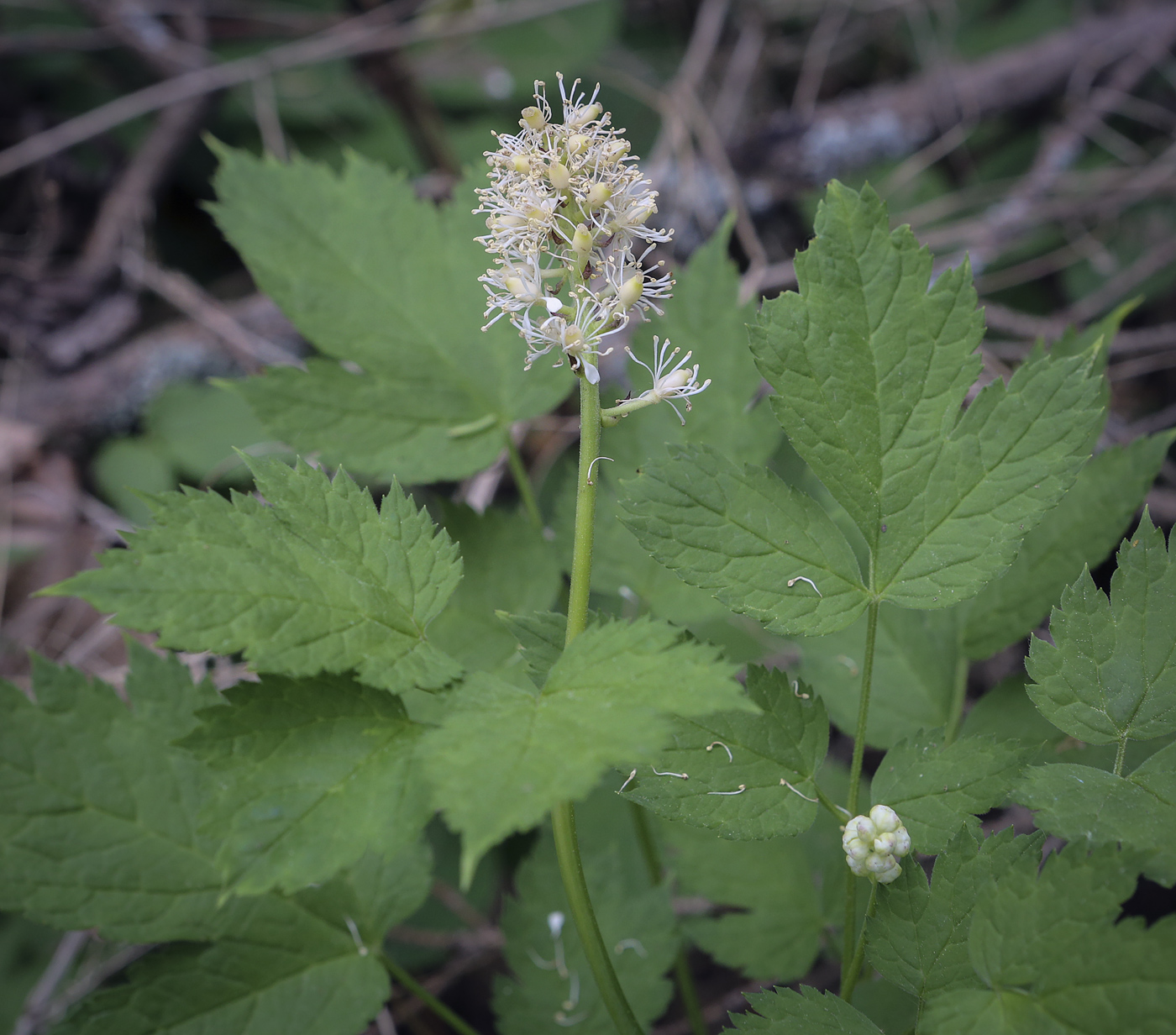 Изображение особи Actaea spicata.