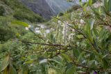 Salix caucasica. Ветви с соплодиями. Карачаево-Черкесия, Урупский р-н, Кавказский биосферный заповедник, Имеретинское ущелье, ≈ 2200 м н.у.м., скалы под Верхним Имеретинским водопадом. 28.07.2022.