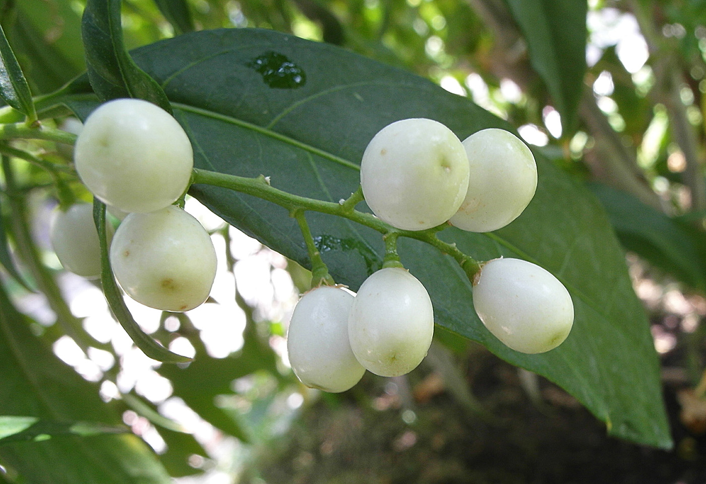 Изображение особи Cestrum nocturnum.