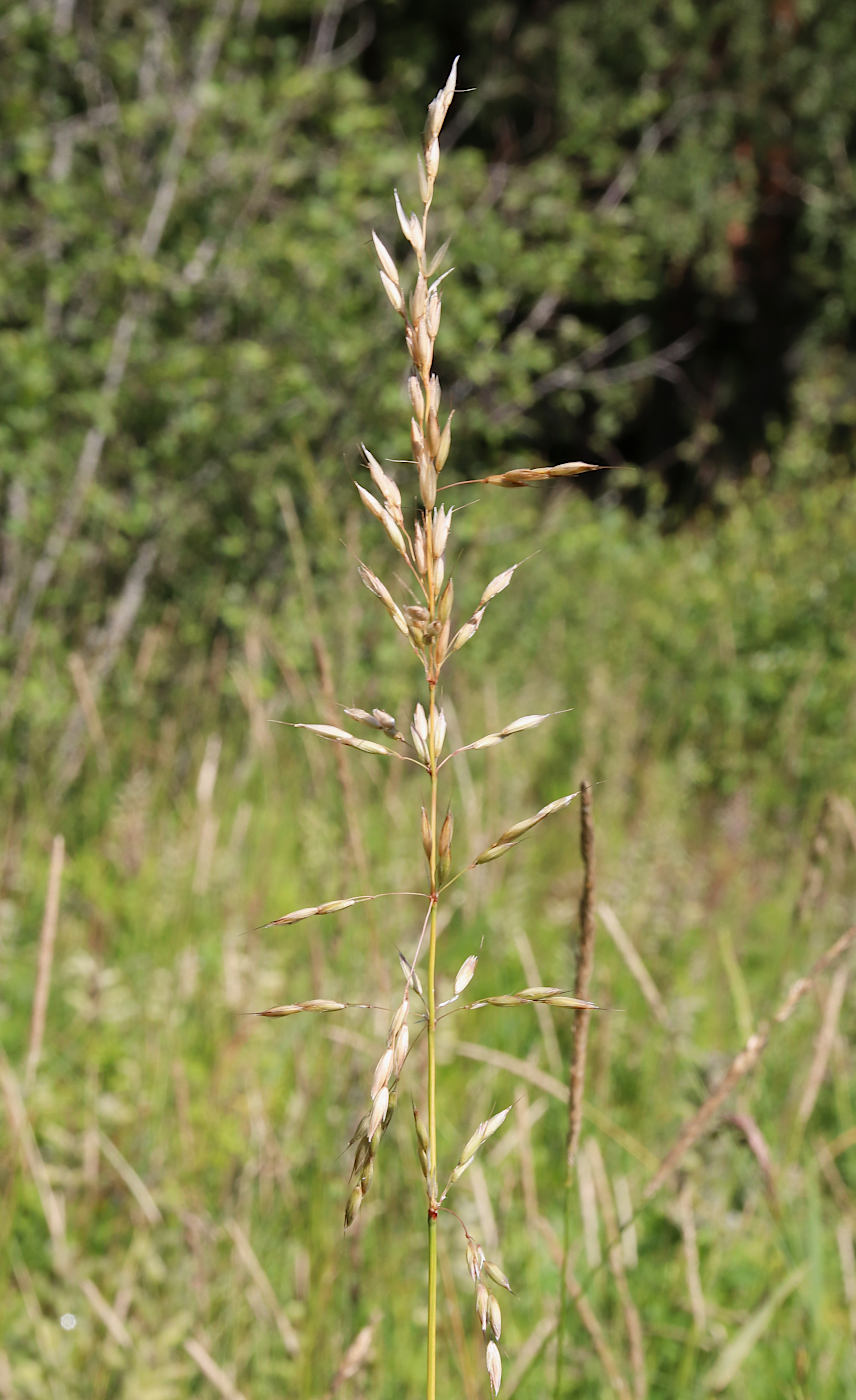 Изображение особи Arrhenatherum elatius.