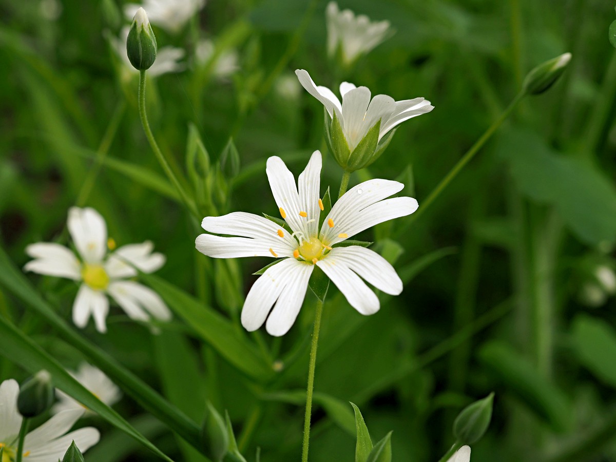 Image of Stellaria holostea specimen.