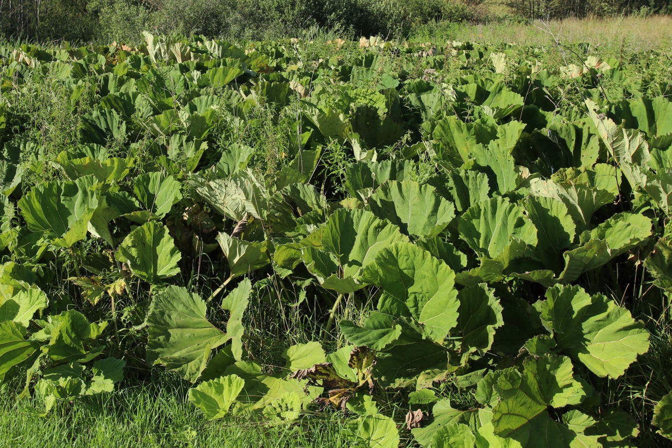 Изображение особи Petasites hybridus.