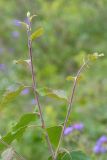 Betula litwinowii