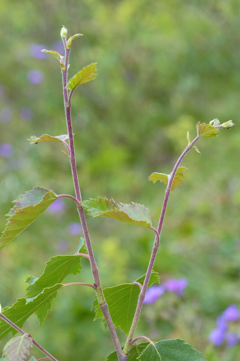 Изображение особи Betula litwinowii.