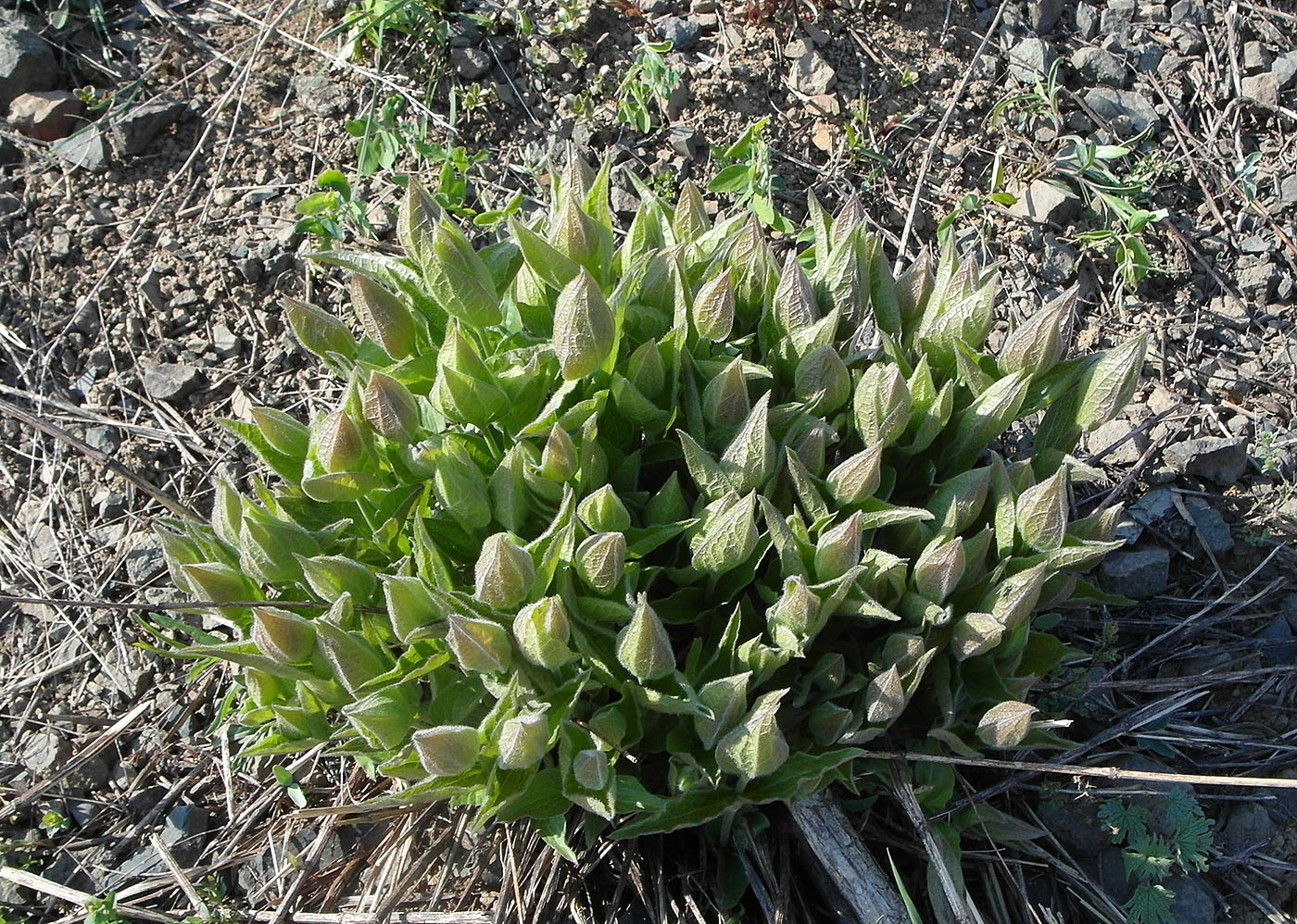 Image of Clematis integrifolia specimen.