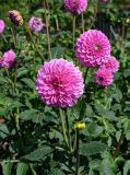 Dahlia × cultorum