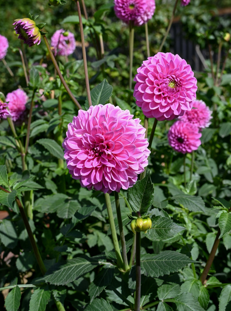 Image of Dahlia &times; cultorum specimen.