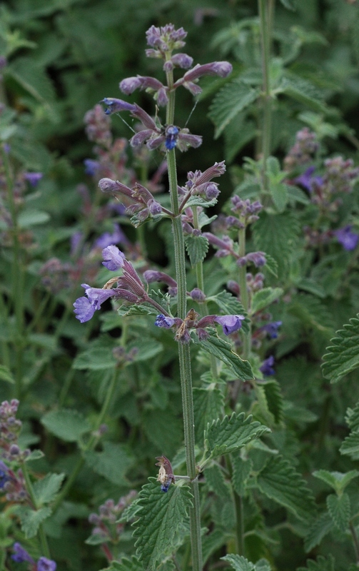 Изображение особи Nepeta &times; faassenii.