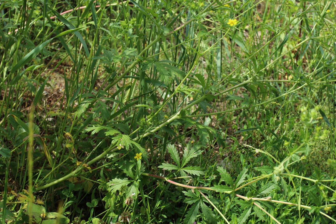 Image of Potentilla intermedia specimen.